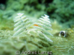 WHITE CHRISTMAS tree by Andres Larraz 